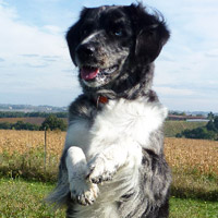 ToutouNounou pension canine