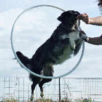 ToutouNounou pension canine