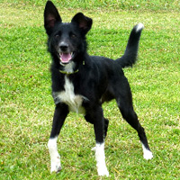 ToutouNounou pension canine