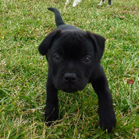 ToutouNounou pension canine
