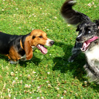 ToutouNounou pension canine