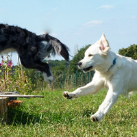 ToutouNounou pension canine