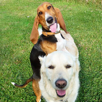 ToutouNounou pension canine