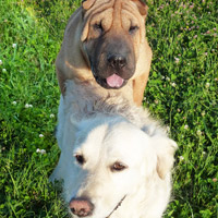 ToutouNounou pension canine