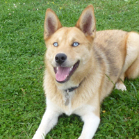 ToutouNounou pension canine