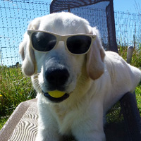 ToutouNounou pension canine