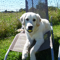 ToutouNounou pension canine