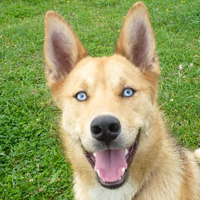 ToutouNounou pension canine