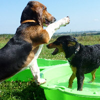 ToutouNounou pension canine