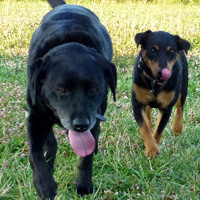 ToutouNounou pension canine