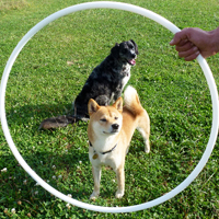 ToutouNounou pension canine
