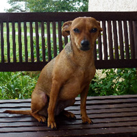 ToutouNounou pension canine