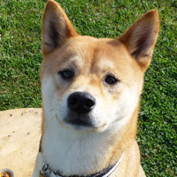 ToutouNounou pension canine