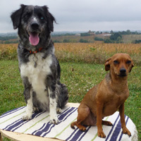 ToutouNounou pension canine