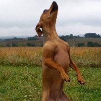 ToutouNounou pension canine