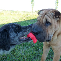 ToutouNounou pension canine