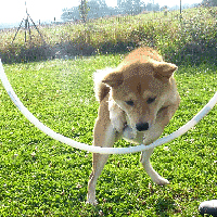 ToutouNounou pension canine