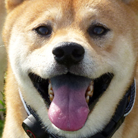 ToutouNounou pension canine