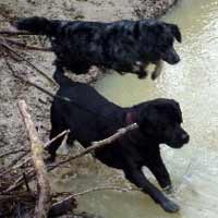 ToutouNounou pension canine