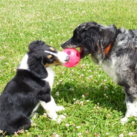ToutouNounou pension canine