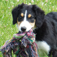ToutouNounou pension canine