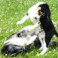 ToutouNounou pension canine