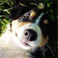 ToutouNounou pension canine