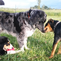 ToutouNounou pension canine