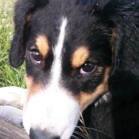 ToutouNounou pension canine