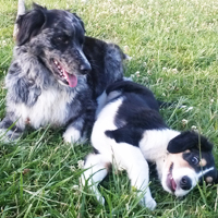 ToutouNounou pension canine