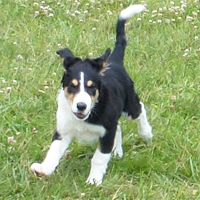 ToutouNounou pension canine