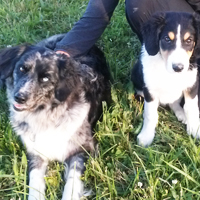 ToutouNounou pension canine