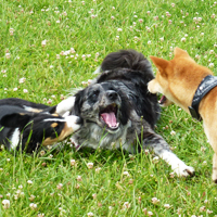 ToutouNounou pension canine