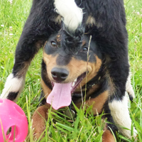ToutouNounou pension canine