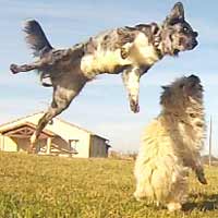 ToutouNounou pension canine