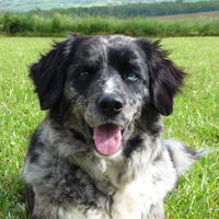 ToutouNounou pension canine