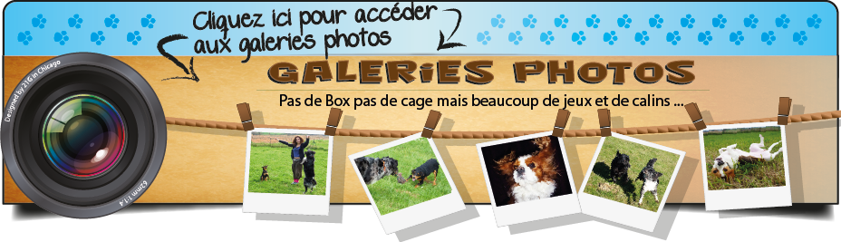 galerie photo dog sitting toulouse